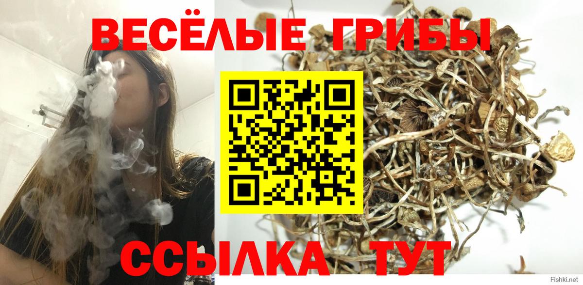 Псилоцибиновые грибы Psilocybine cubensis Дальнегорск
